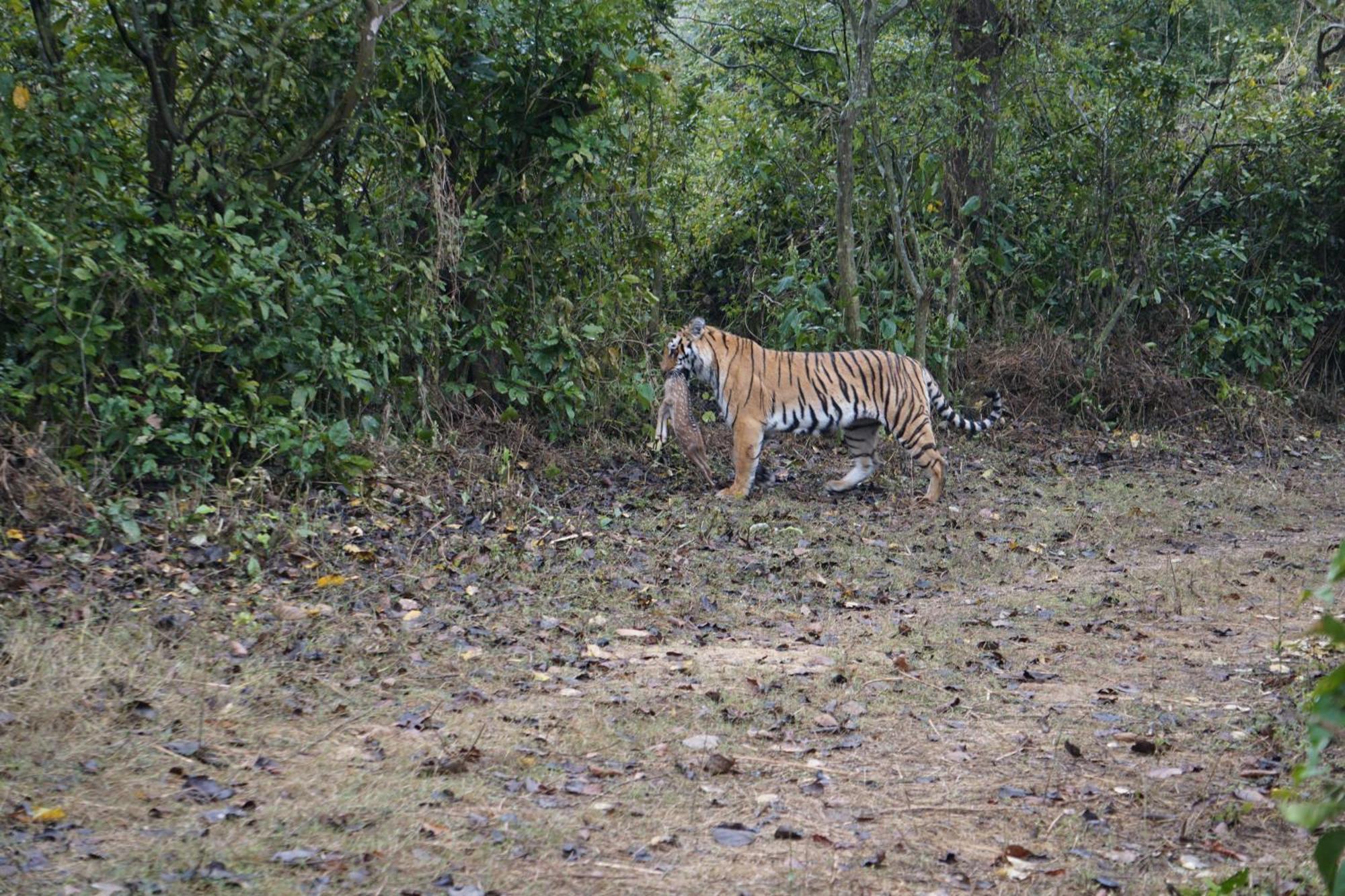 Jimdeer Corbett Hotel Rāmnagar Buitenkant foto